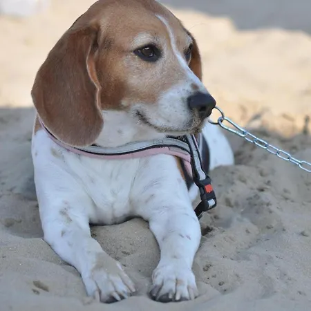 公寓式酒店 里维埃拉住处 3*