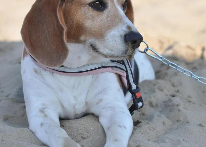 Aparthotel Riviera 3*